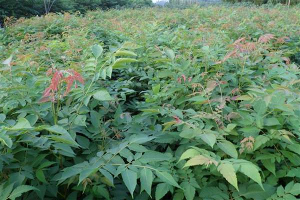 欒樹(shù)規(guī)格 欒樹(shù)規(guī)格