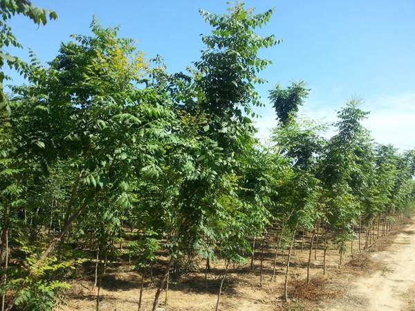 欒樹(shù)綠化 欒樹(shù)綠化