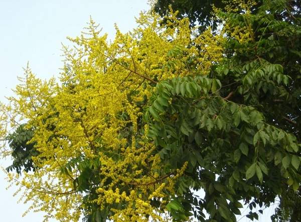 欒樹(shù)綠化 欒樹(shù)綠化