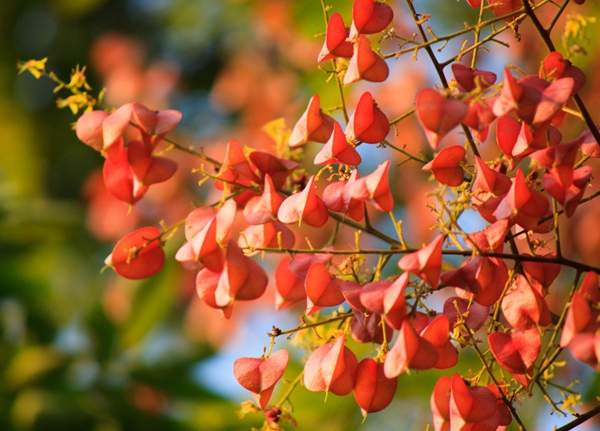 欒樹(shù)綠化 欒樹(shù)綠化