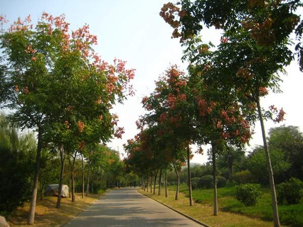 欒樹(shù)綠化 欒樹(shù)綠化