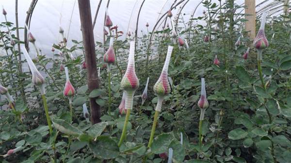 玫瑰多少錢一棵 玫瑰多少錢一棵