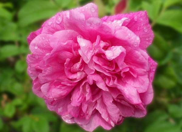 玫瑰供應(yīng) 玫瑰供應(yīng)