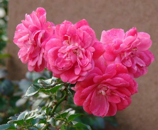 玫瑰供應(yīng) 玫瑰供應(yīng)