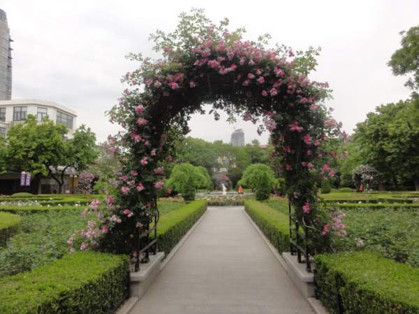 玫瑰供應(yīng) 玫瑰供應(yīng)