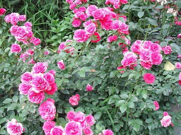 藤本月季花語(yǔ)是什么？