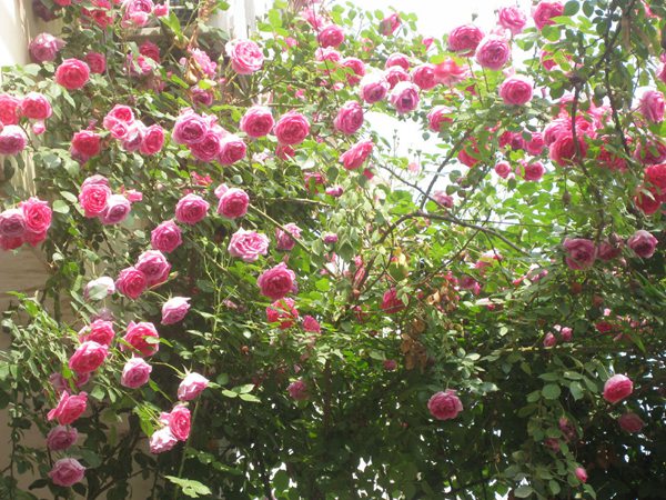 藤本月季花語(yǔ)是什么？