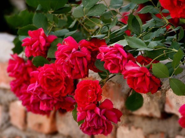 藤本月季花語(yǔ)是什么？