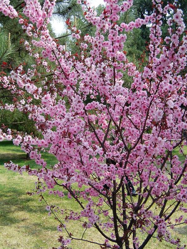 美人梅品種 美人梅品種