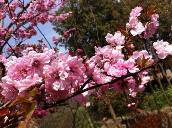 美人梅綠化 美人梅綠化