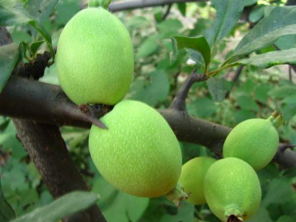 木瓜樹綠化、經(jīng)濟價值 木瓜樹綠化、經(jīng)濟價值