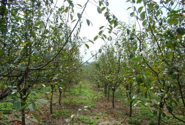 木瓜樹綠化、經(jīng)濟價值 木瓜樹綠化、經(jīng)濟價值