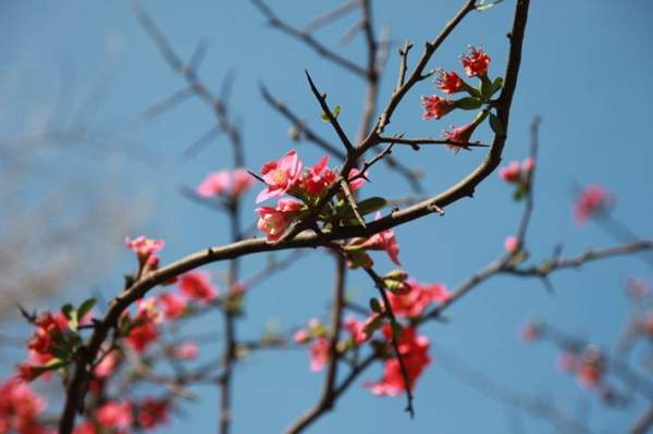 木瓜樹綠化、經(jīng)濟價值 木瓜樹綠化、經(jīng)濟價值