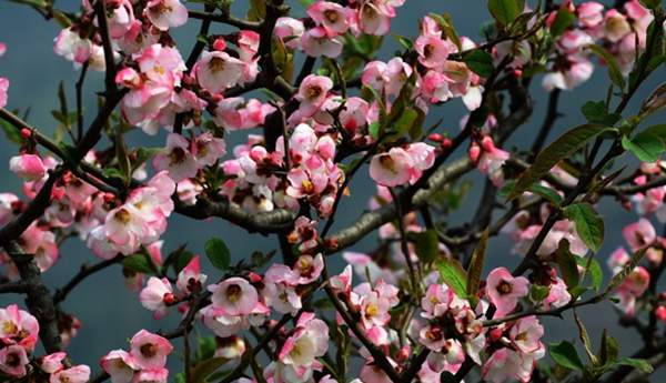 沭陽(yáng)的木瓜樹