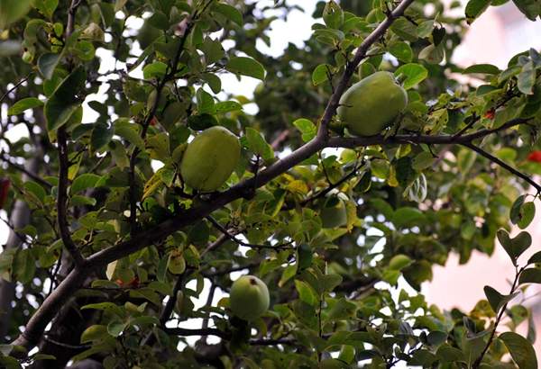 沭陽(yáng)木瓜樹 沭陽(yáng)木瓜樹