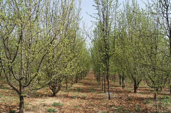 木瓜樹(shù) 木瓜樹(shù)