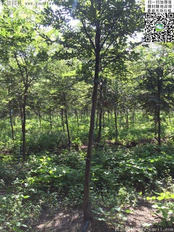 櫸樹哪里便宜？麻煩推薦一家大型，有誠信的單位！