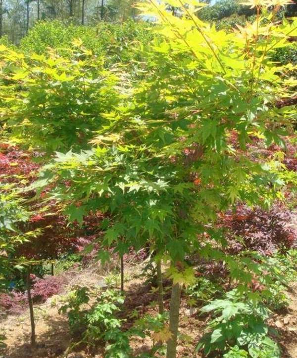 青楓價(jià)格 青楓價(jià)格