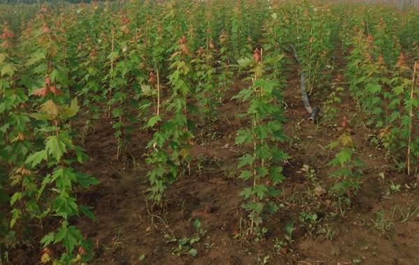 青楓樹(shù)修剪技術(shù)