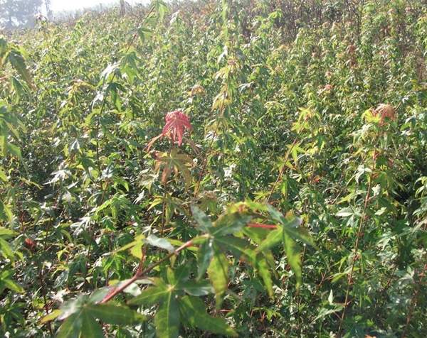 青楓樹(shù)銷售 青楓樹(shù)銷售