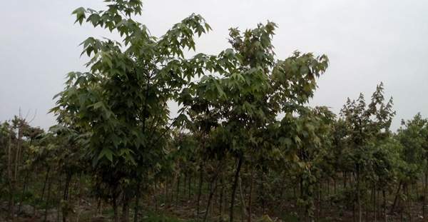 青楓樹(shù)銷售 青楓樹(shù)銷售