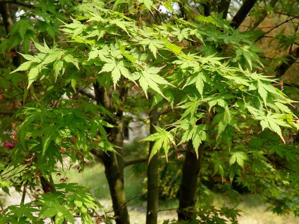 青楓樹(shù)銷售 青楓樹(shù)銷售