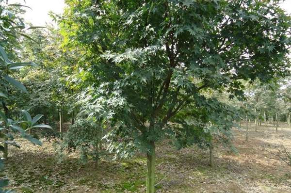 青楓樹(shù)銷售 青楓樹(shù)銷售