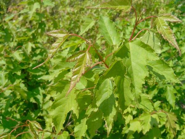 沭陽青楓樹 沭陽青楓樹