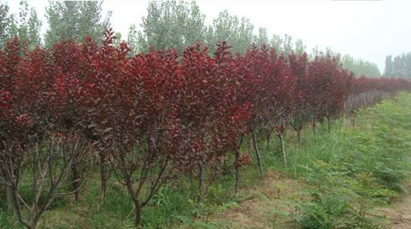 紫葉李規(guī)格 紫葉李規(guī)格