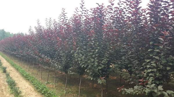 紫葉李規(guī)格 紫葉李規(guī)格