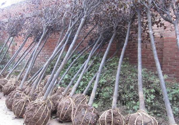 紫葉李規(guī)格 紫葉李規(guī)格