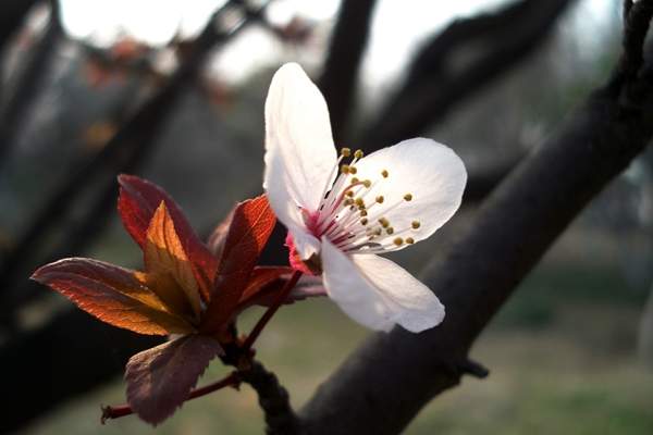 沭陽(yáng)紫葉李 沭陽(yáng)紫葉李