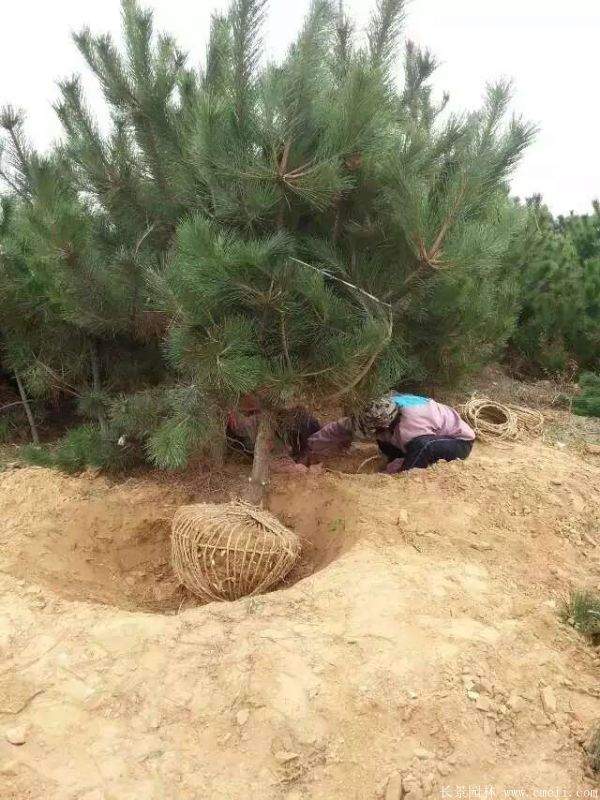 沭陽黑松 沭陽黑松