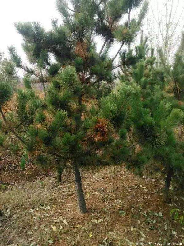 沭陽黑松 沭陽黑松