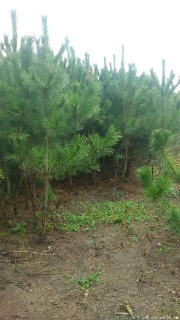 優(yōu)質黑松樹 優(yōu)質黑松樹