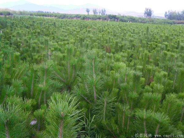 優(yōu)質黑松樹 優(yōu)質黑松樹