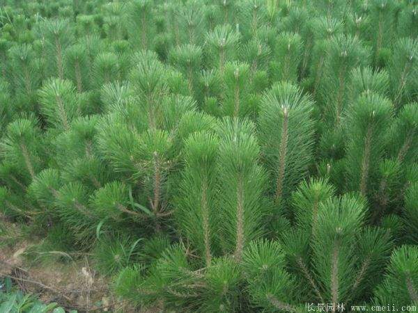 優(yōu)質黑松樹 優(yōu)質黑松樹