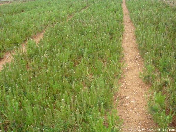 優(yōu)質黑松樹 優(yōu)質黑松樹