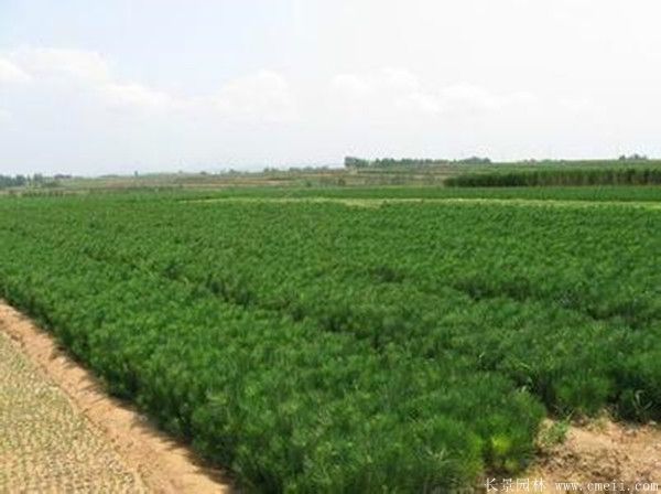 優(yōu)質黑松樹 優(yōu)質黑松樹