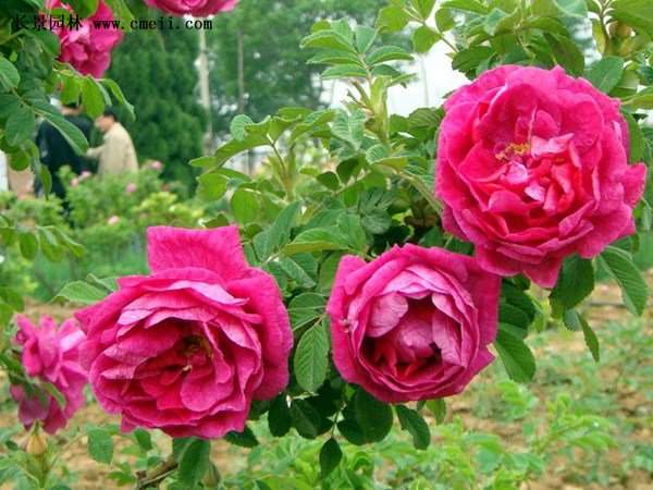 物美價(jià)廉的食用玫瑰在哪買？