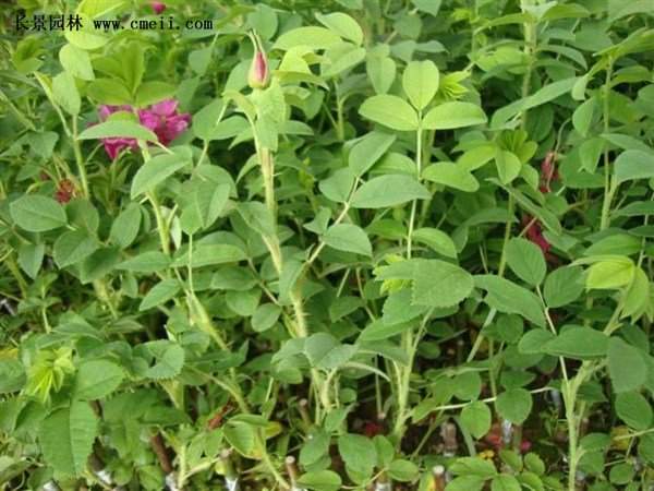 物美價(jià)廉的食用玫瑰在哪買？