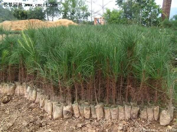 沭陽黑松苗、黑松樹