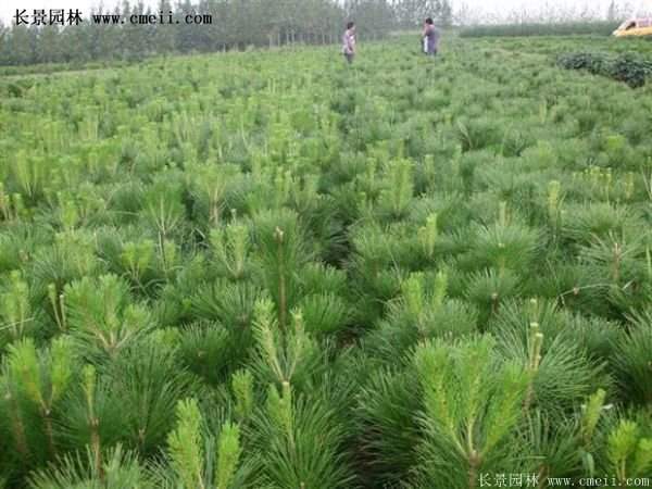 沭陽黑松苗、黑松樹