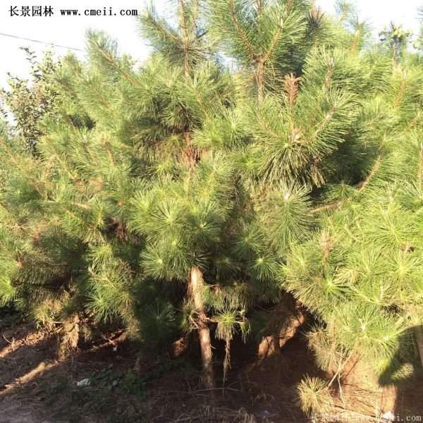 沭陽黑松苗、黑松樹