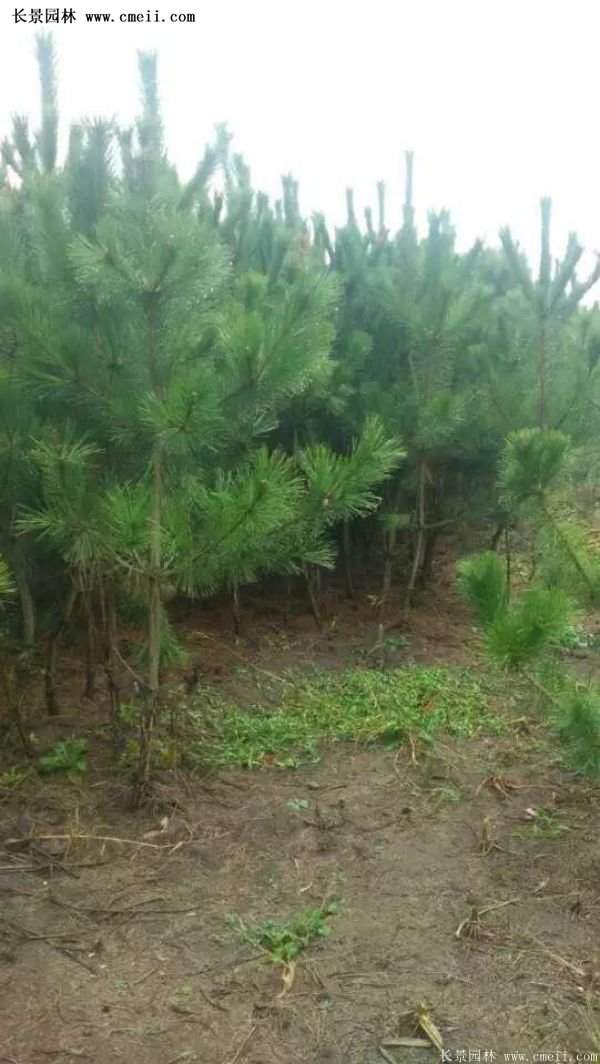 沭陽黑松苗、黑松樹