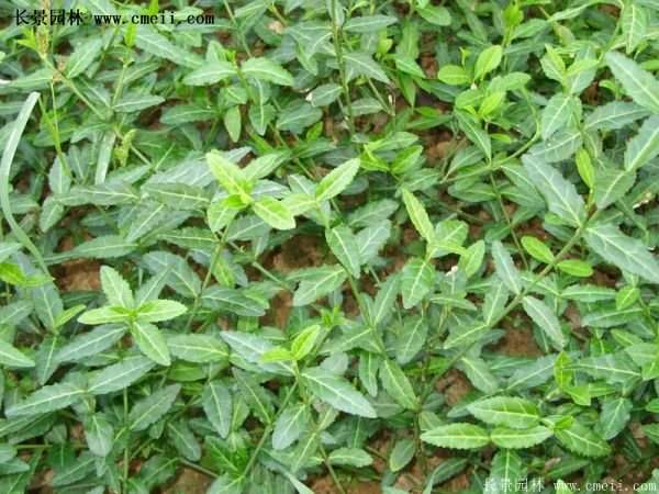 精品扶芳藤 精品扶芳藤