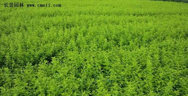 精品扶芳藤 精品扶芳藤