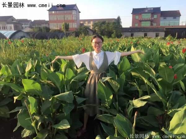 低價(jià)格，高質(zhì)量的美人蕉