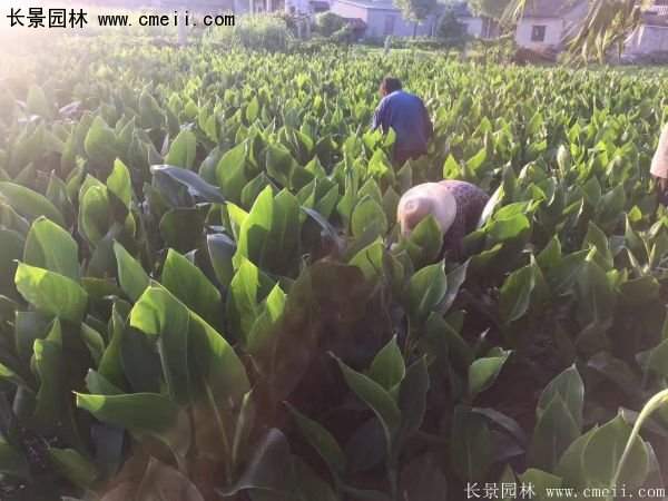 低價(jià)格，高質(zhì)量的美人蕉