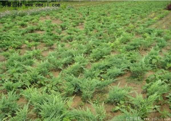 地柏行情 地柏行情